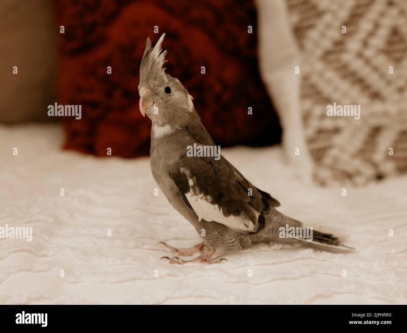 Un primo piano di un cockatiel dalla testa grigia su un letto Foto Stock