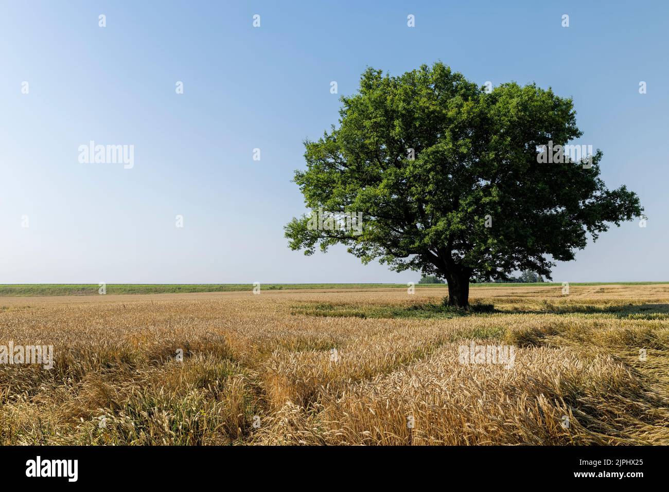 Crescere in un campo con grano, una sola quercia con fogliame verde, una quercia che cresce in un campo con cereali maturi in estate Foto Stock