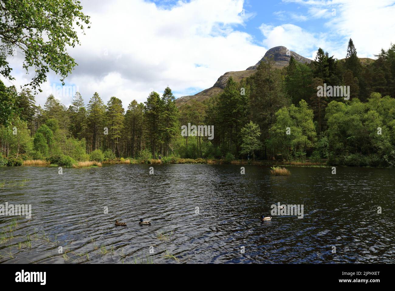 Glencoe Lochan si trova subito a nord del villaggio di Glencoe nelle Highlands Scozzesi. Fu piantato negli anni '1890s da Donald Alexander Smith. Foto Stock