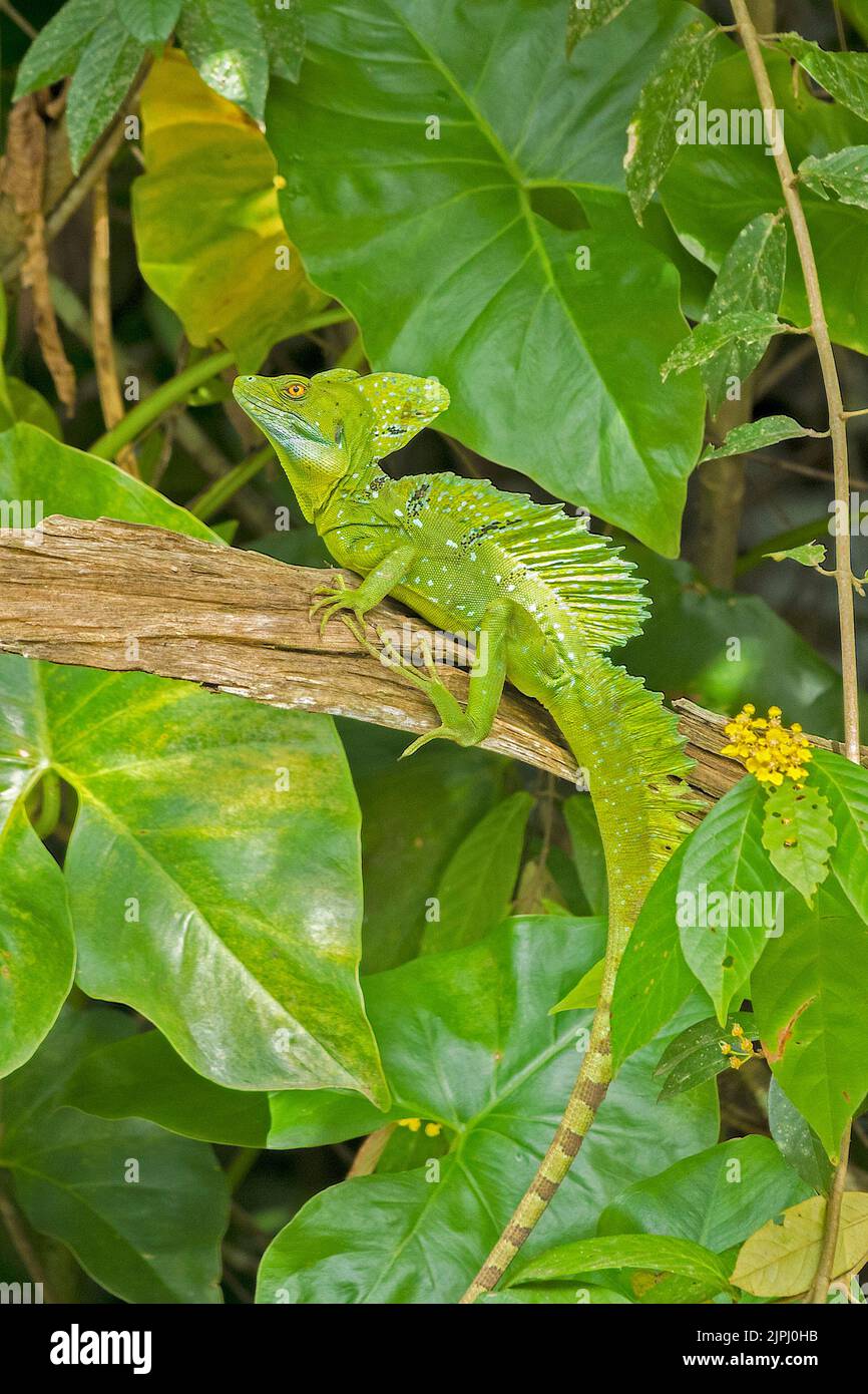 Gesù Cristo Lizard (basiliscus basiliscus), canali del Tortuguero, Costa Rica, America Centrale Foto Stock