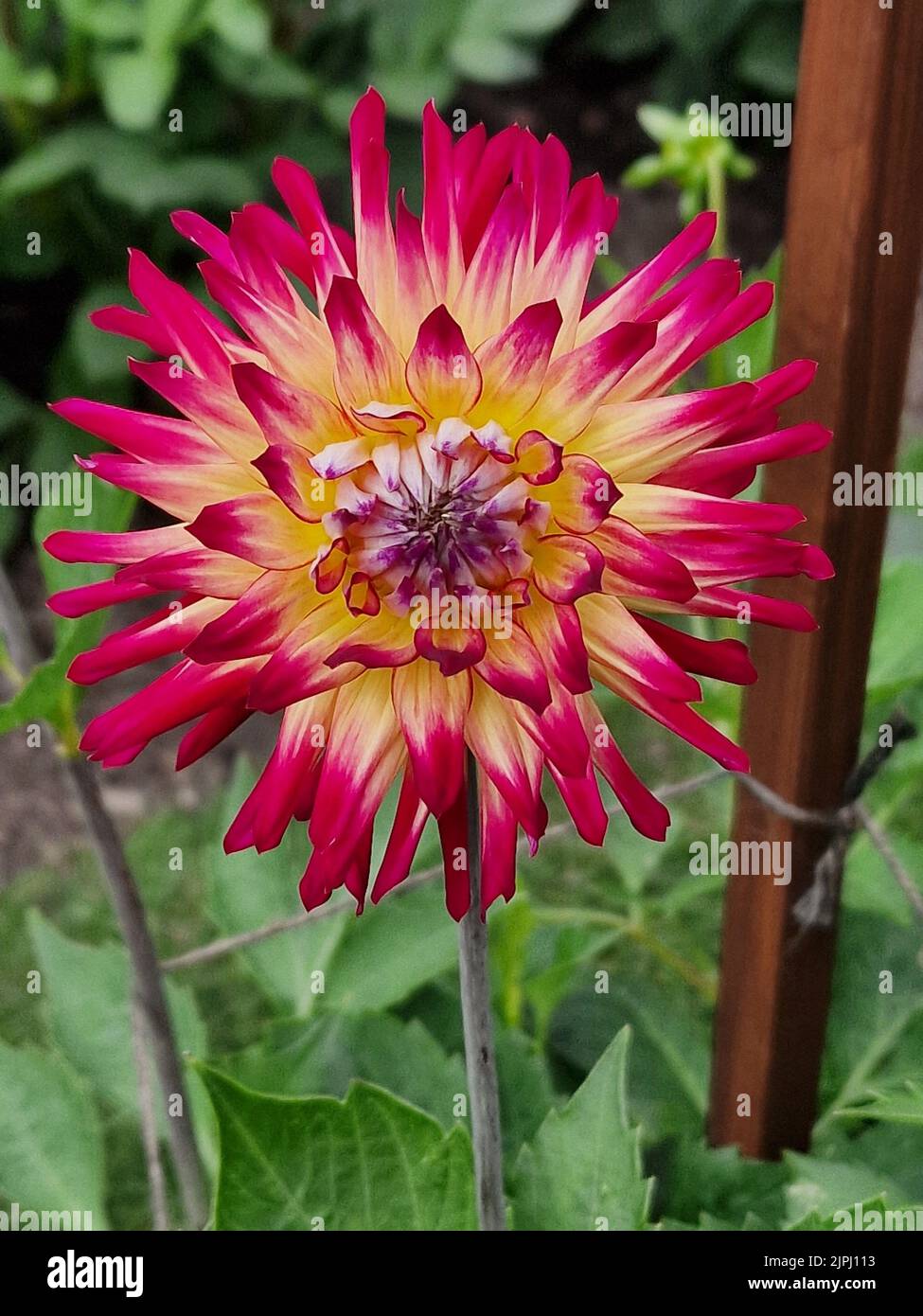 Dahlia, Josudi Sunburst, piccolo semi Cactus Foto Stock