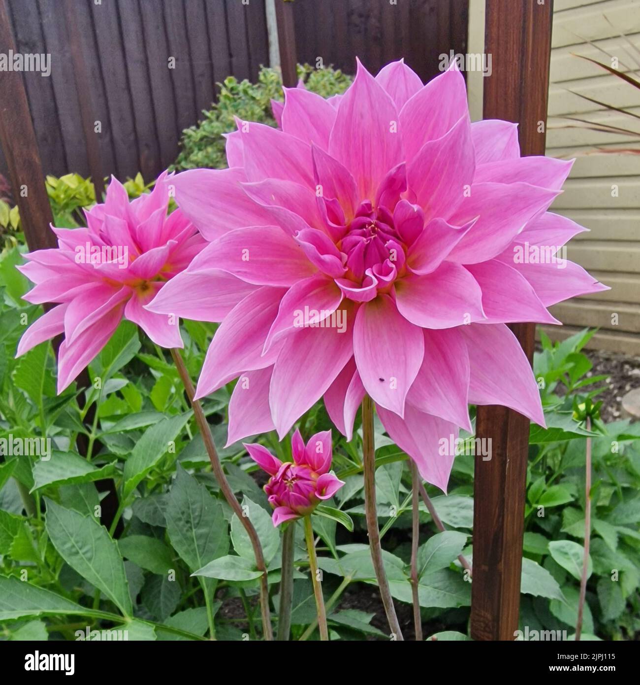 Dalia, Perla di Giglio d'acqua di Heemstede Foto Stock