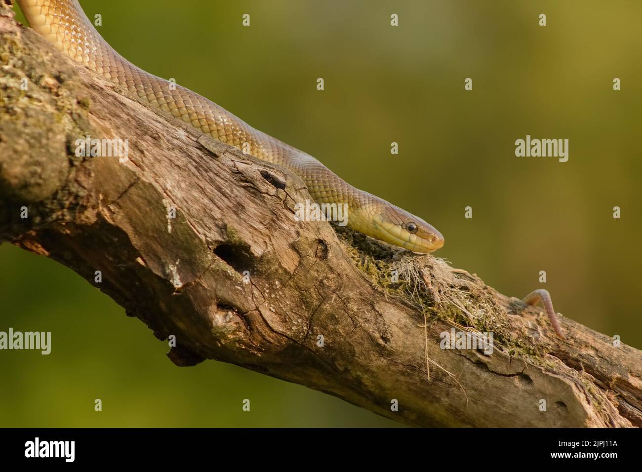 Serpente di Eesculapia (Zamenis longissimus) che scende giù per l'albero alla ricerca di preda Foto Stock