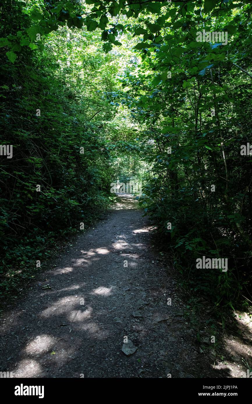 Woodland Walk in un giorno d'estate a Bryn Euryn una prominente collina calcarea che si affaccia su Rhos on Sea con belle vedute panoramiche della Baia di Colwyn e dei suoi dintorni Foto Stock