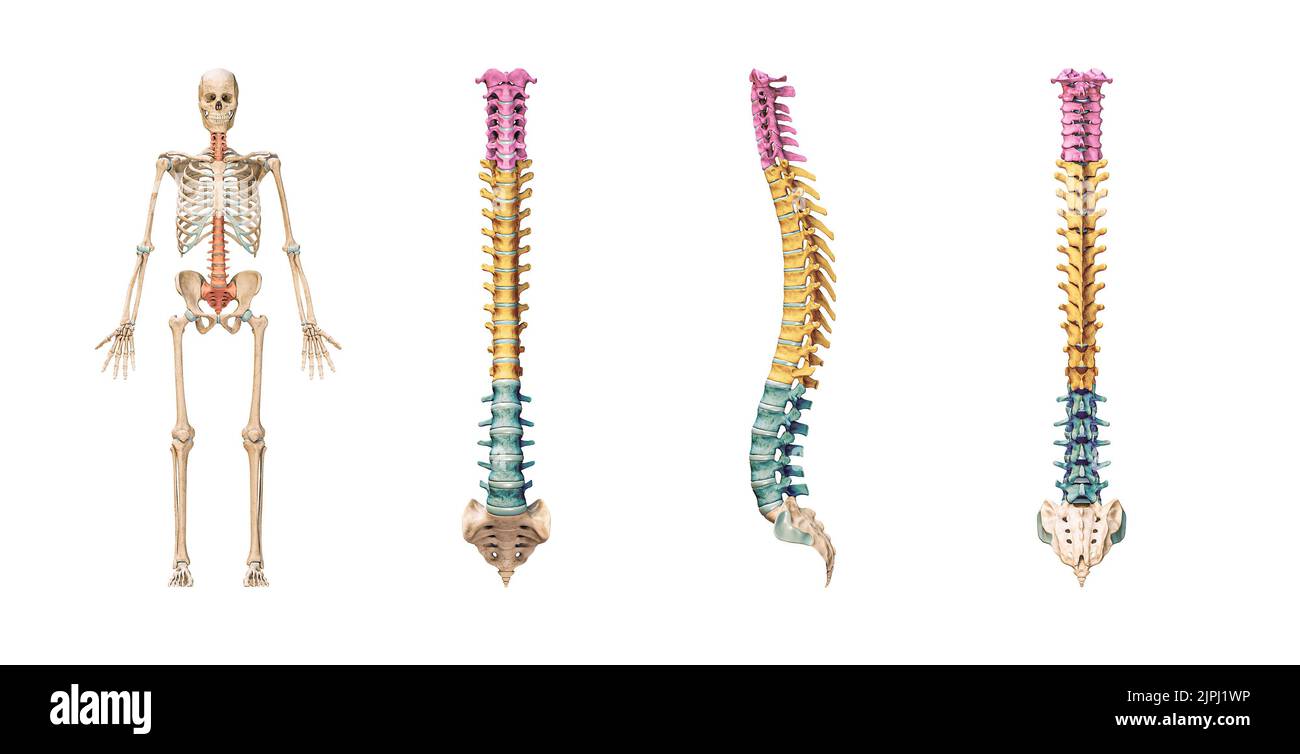 Ossa accurate della colonna vertebrale o della colonna vertebrale con vertebre lombari, toraciche e cervicali a colori isolati su sfondo bianco 3D rappresentazione grafica. Un Foto Stock