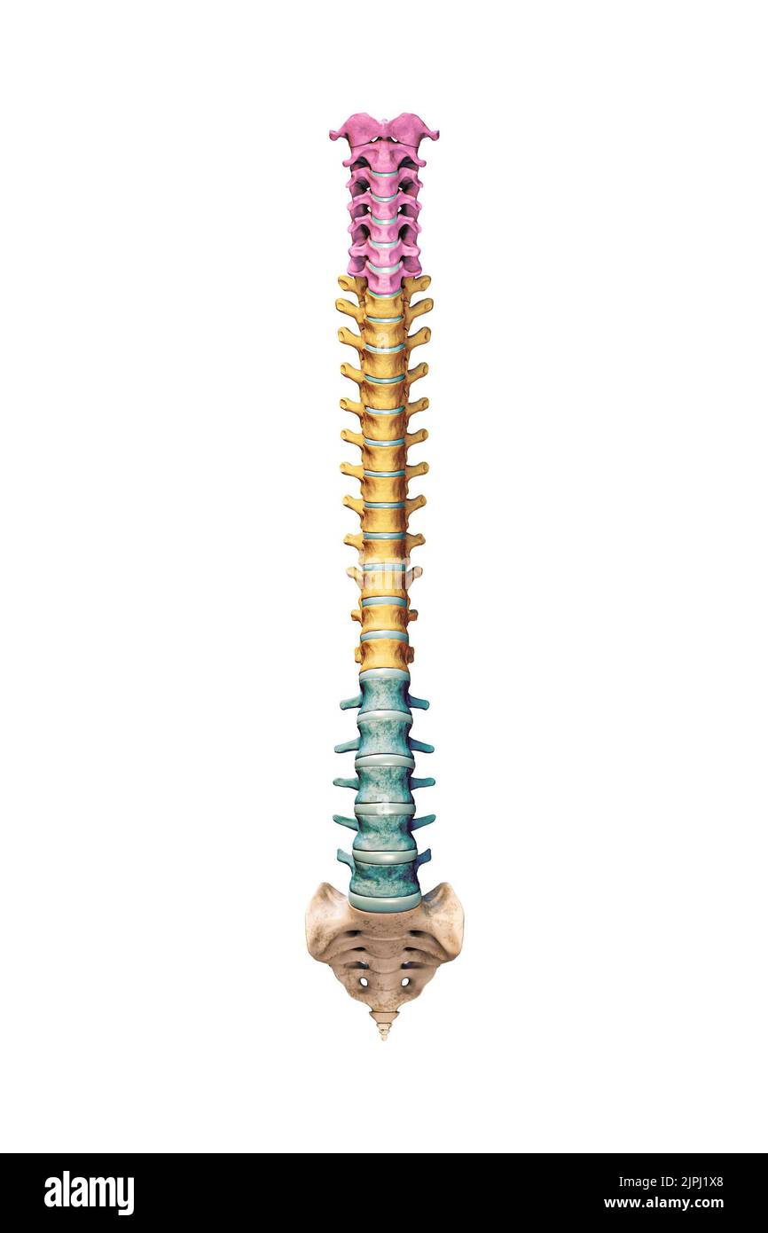 Vista anteriore o frontale di ossa della colonna vertebrale umana accurate con vertebre cervicali, toraciche e lombari a colori isolate su sfondo bianco 3D rendering i Foto Stock