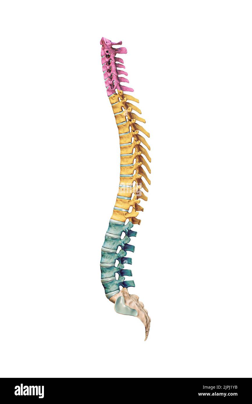 Vista laterale o profilo di ossa della colonna vertebrale umana accurate con vertebre cervicali, toraciche e lombari a colori isolate su sfondo bianco 3D rendering Foto Stock