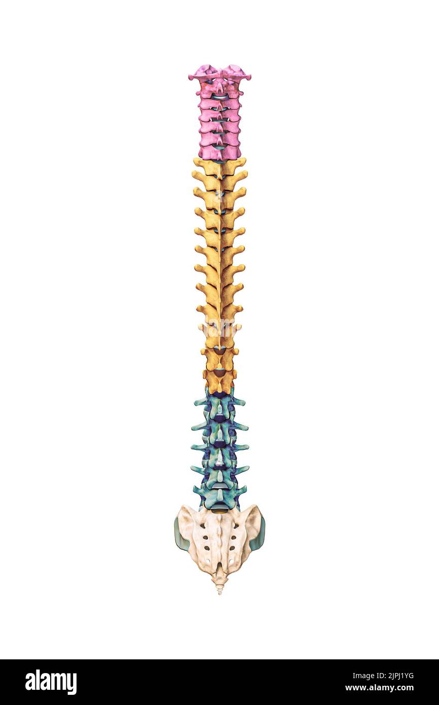 Vista posteriore o posteriore di ossa della colonna vertebrale umana accurate con vertebre cervicali, toraciche e lombari a colori isolate su sfondo bianco 3D rendering i Foto Stock