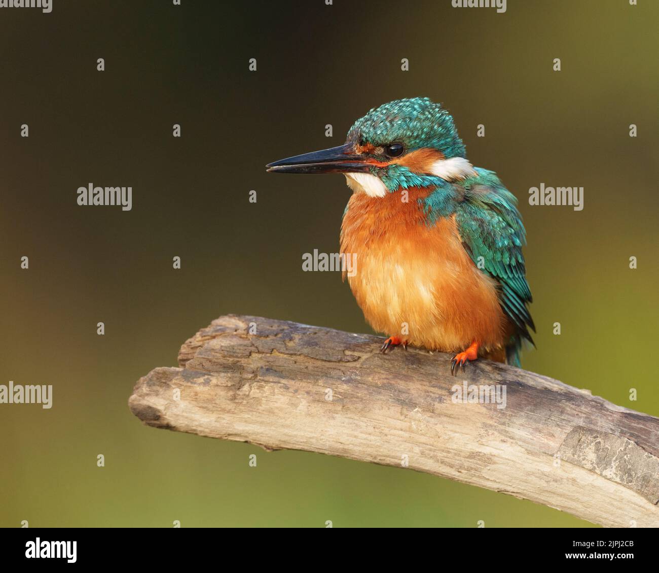 Martin pescatore seduto dopo aver predicato alla luce del mattino appollaiato sul vecchio ramo, estate, Galles del nord, Regno Unito, alcedo atthis, glas y dorlan Foto Stock