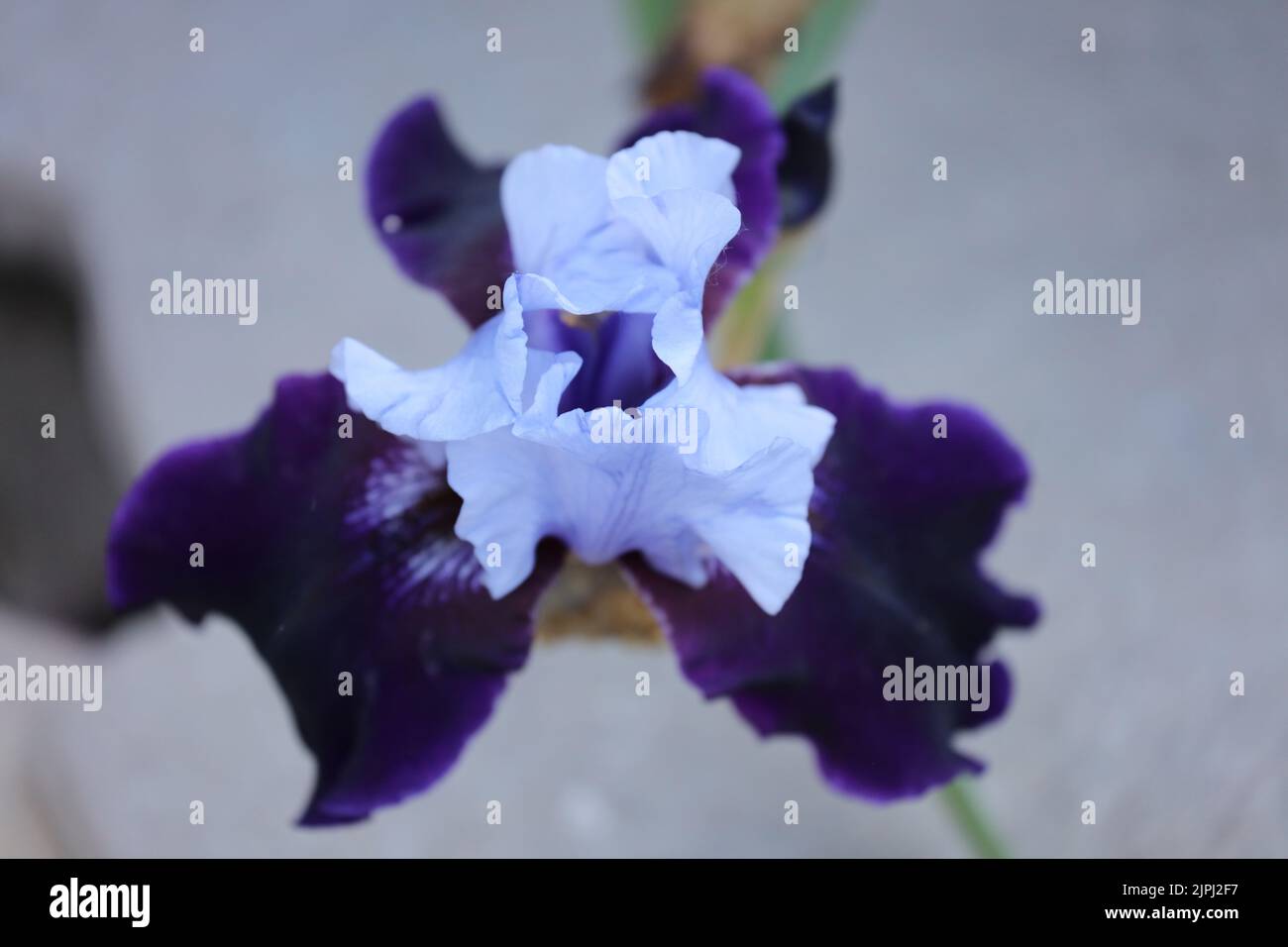 Vista dall'alto verso il basso di un fiore viola iris bicolore, con petali viola chiaro e scuro, con sfondo sfocato Foto Stock