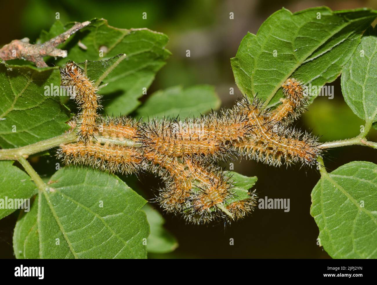 io caterpilars (Automeris io) ai giovani istari nel loro nido. Specie comune attraverso gli Stati Uniti, e darà un pungiglione velenoso una volta maneggiato. Foto Stock