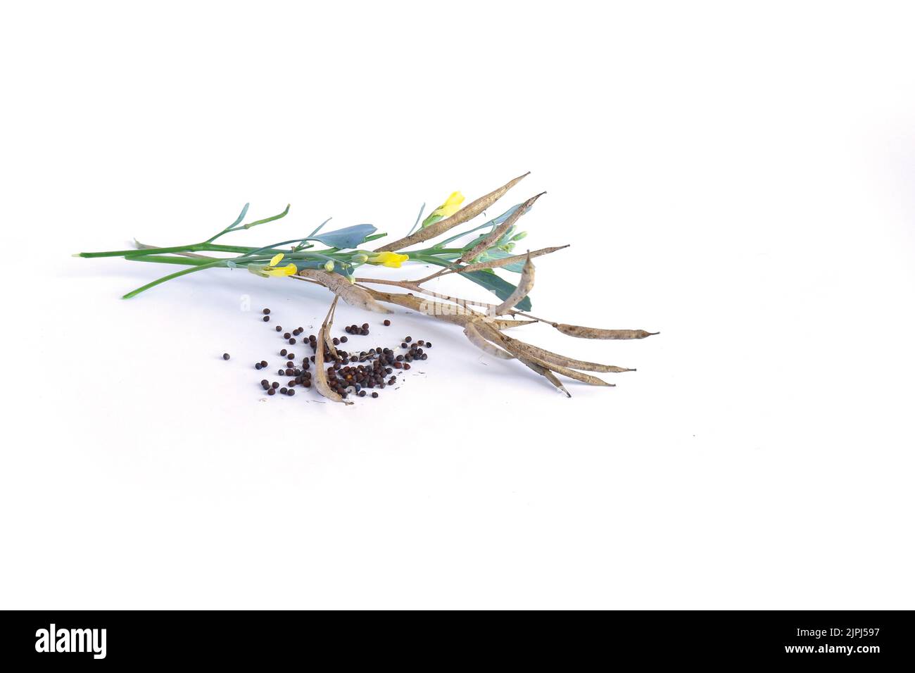 Fiori, baccelli e semi di cavolo su fondo bianco. Foto Stock