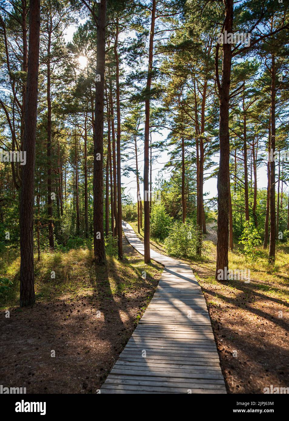 Fotografia paesaggistica di pinetrees, foreste, boschi, sentieri Foto Stock