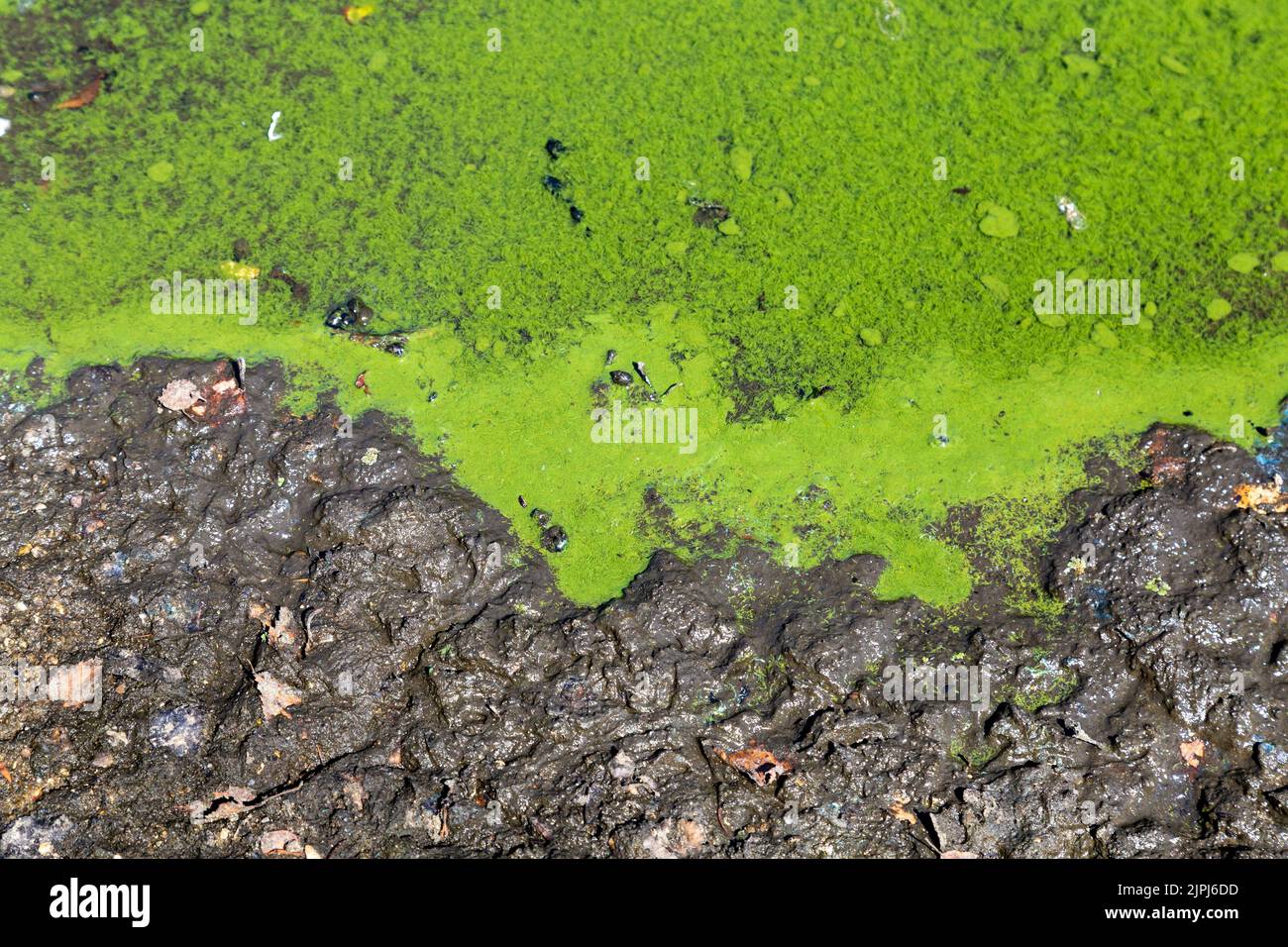 Alghe verdi-blu lungo i bordi di un lago (Alexandra Lake, Wanstead Flats, Redbridge, Londra, UK) Foto Stock