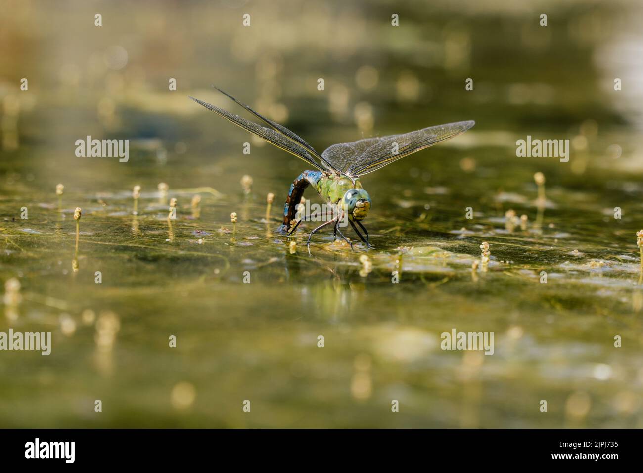 dragonfly seduto sulla superficie dell'acqua Foto Stock