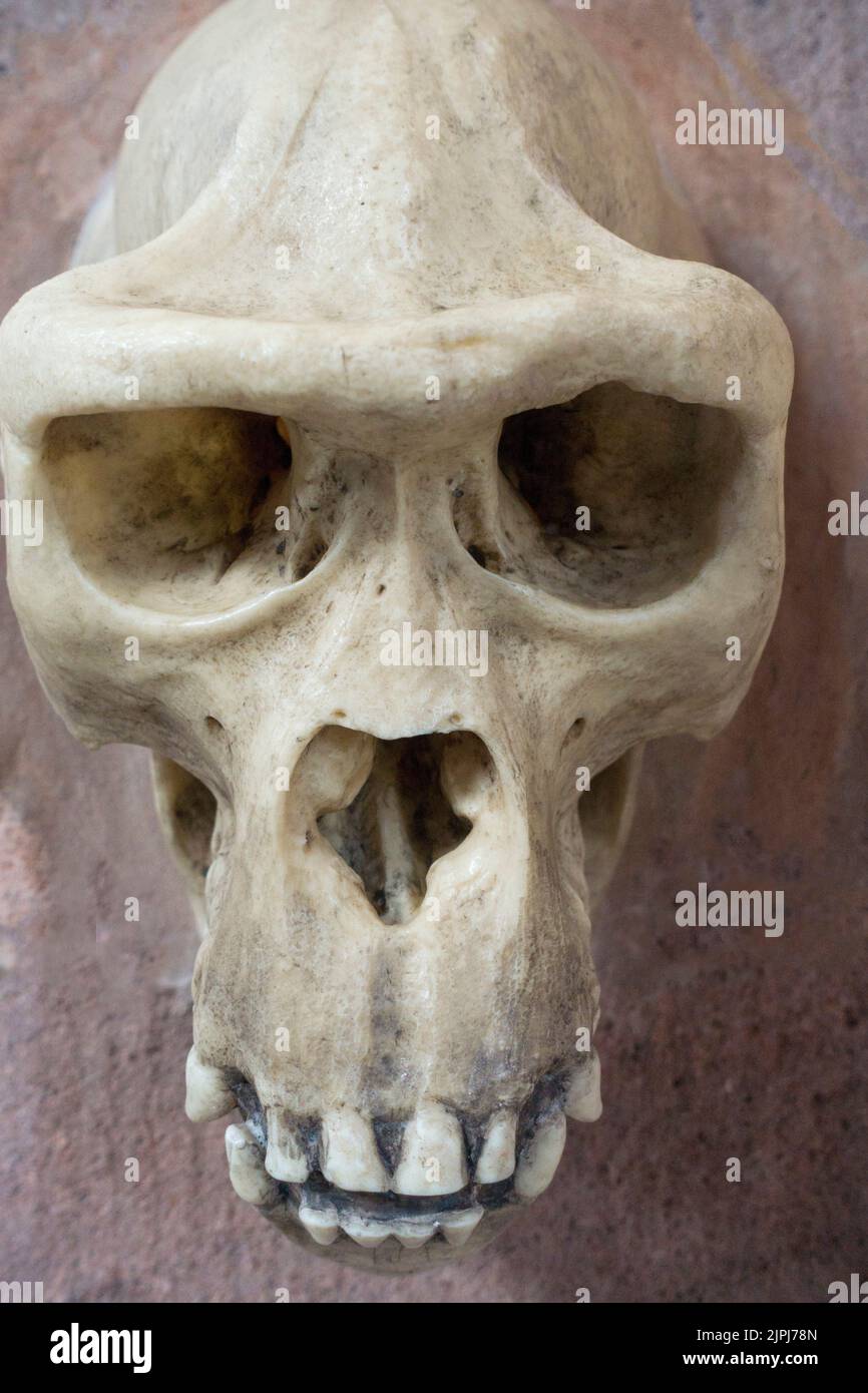 Ricostruzione del cranio del primato subumano a Biddulph Grange Hall, Staffordshire, Regno Unito Foto Stock