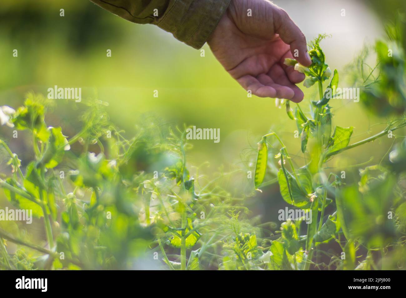 La mano dell'agricoltore tocca i raccolti agricoli da vicino. Vegetali crescenti nel giardino. Cura e manutenzione del raccolto. Prodotti ecologici Foto Stock