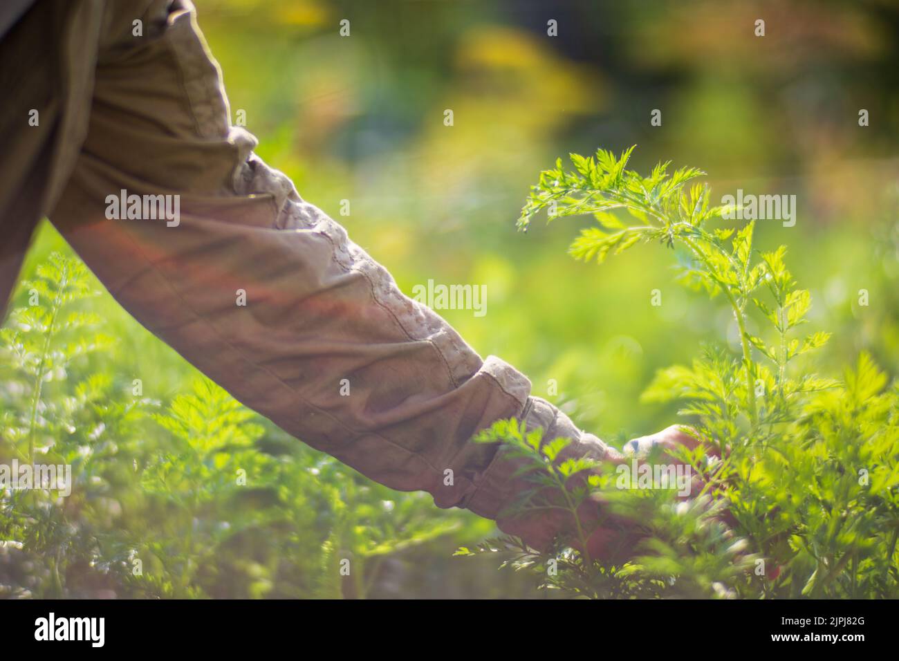 La mano dell'agricoltore tocca i raccolti agricoli da vicino. Vegetali crescenti nel giardino. Cura e manutenzione del raccolto. Prodotti ecologici Foto Stock