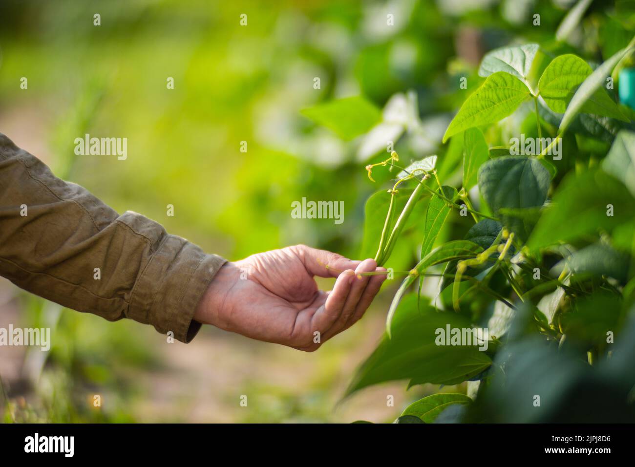 La mano dell'agricoltore tocca i raccolti agricoli da vicino. Vegetali crescenti nel giardino. Cura e manutenzione del raccolto. Prodotti ecologici Foto Stock
