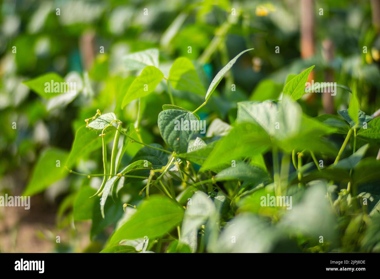 La mano dell'agricoltore tocca i raccolti agricoli da vicino. Vegetali crescenti nel giardino. Cura e manutenzione del raccolto. Prodotti ecologici Foto Stock