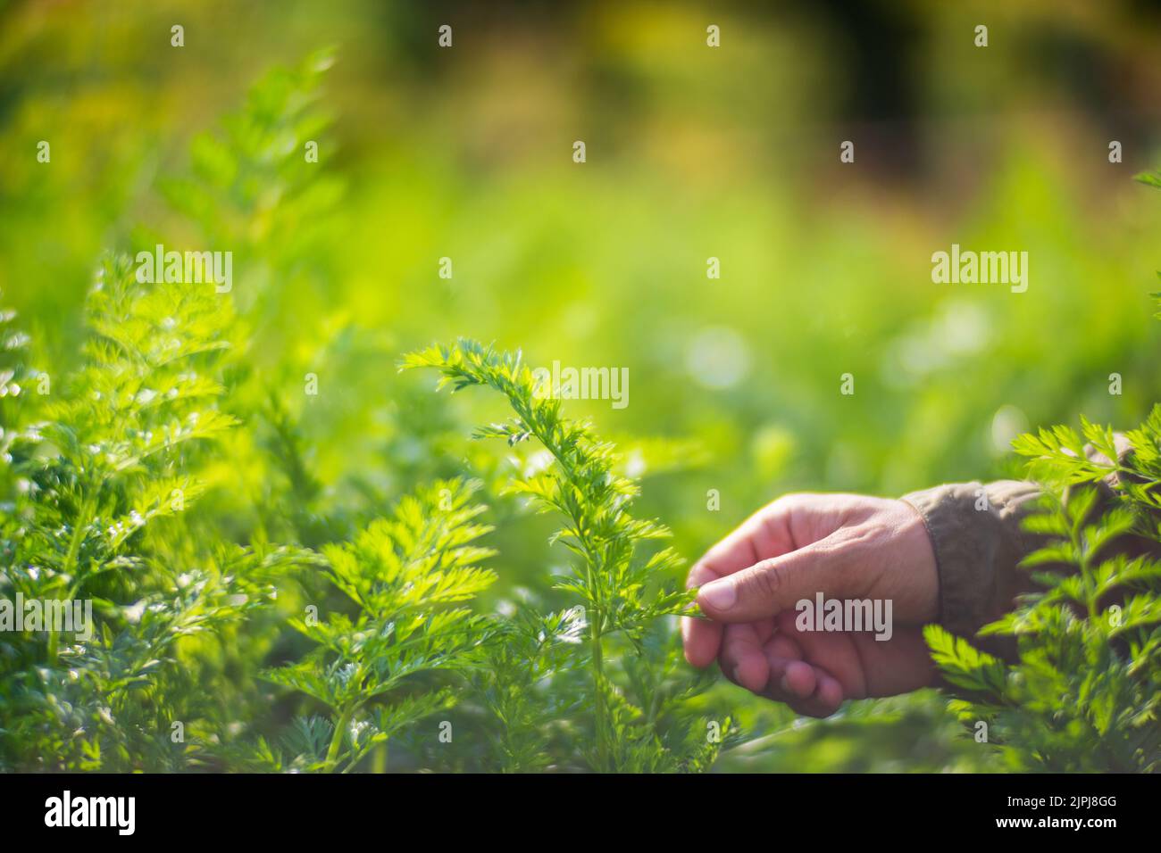 La mano dell'agricoltore tocca i raccolti agricoli da vicino. Vegetali crescenti nel giardino. Cura e manutenzione del raccolto. Prodotti ecologici Foto Stock