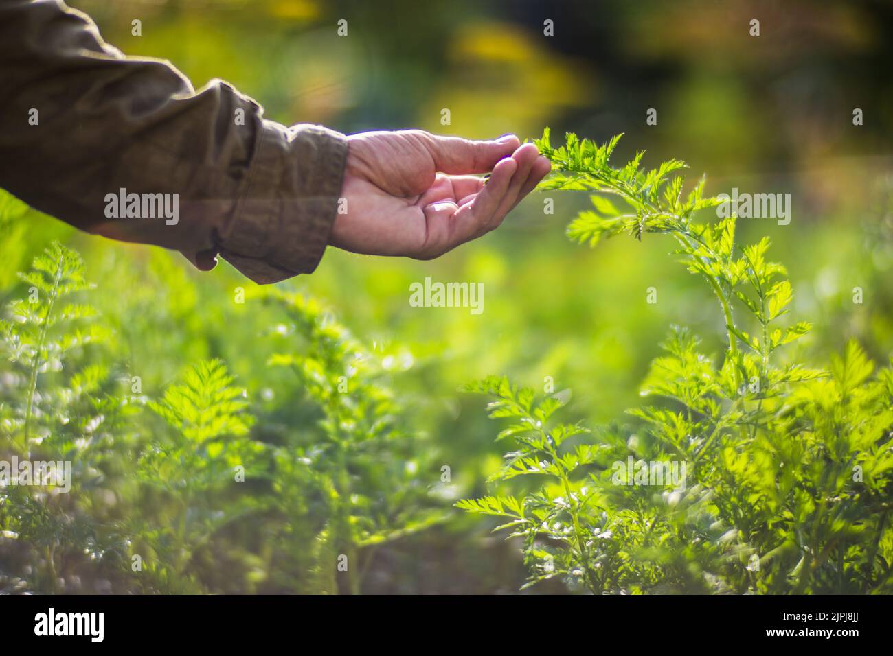 La mano dell'agricoltore tocca i raccolti agricoli da vicino. Vegetali crescenti nel giardino. Cura e manutenzione del raccolto. Prodotti ecologici Foto Stock