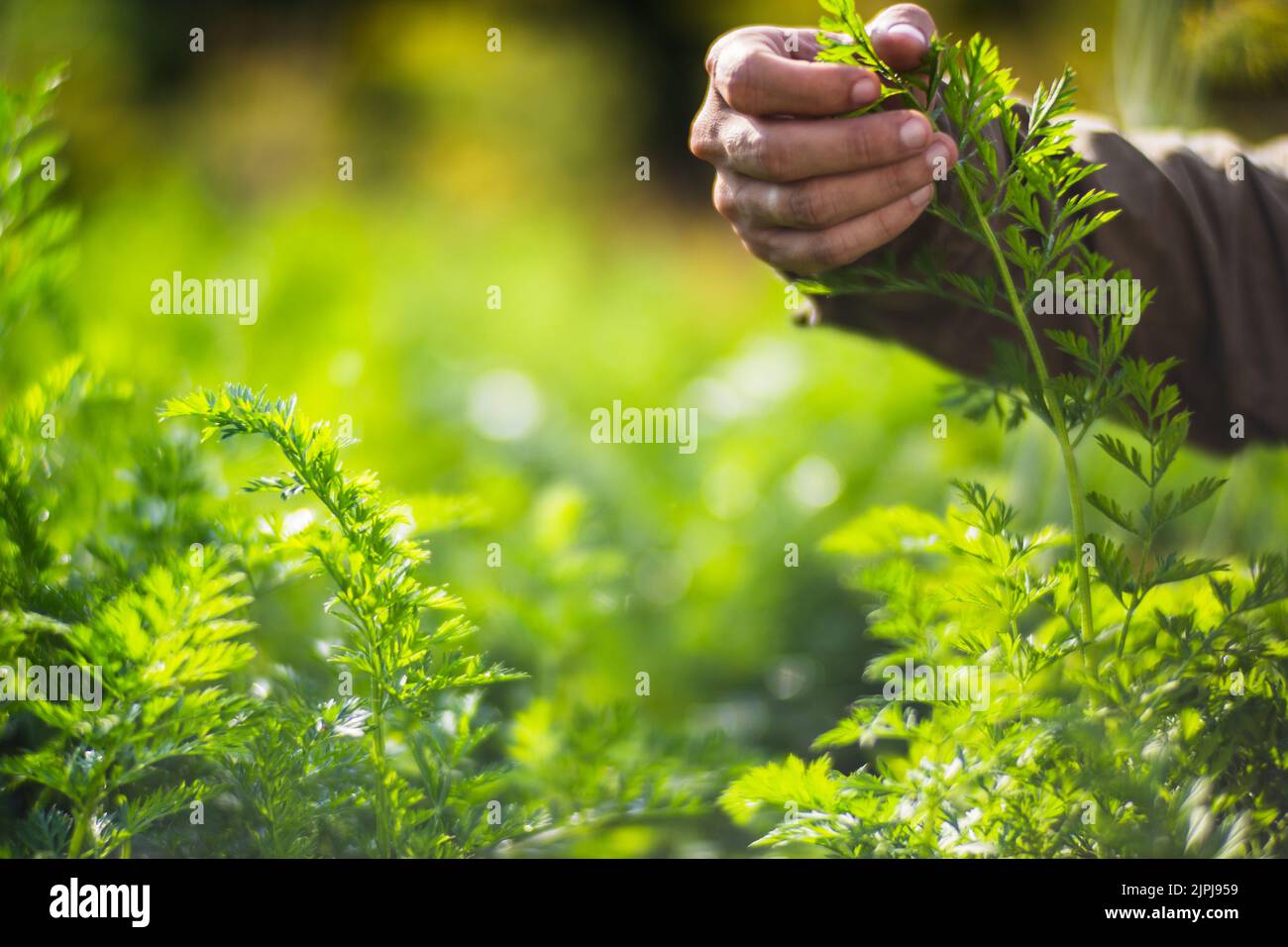 La mano dell'agricoltore tocca i raccolti agricoli da vicino. Vegetali crescenti nel giardino. Cura e manutenzione del raccolto. Prodotti ecologici Foto Stock