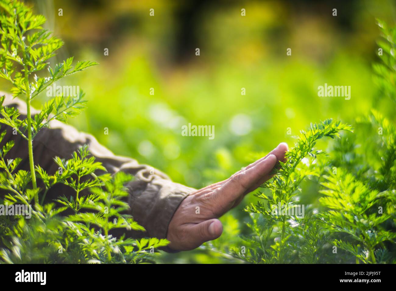 La mano dell'agricoltore tocca i raccolti agricoli da vicino. Vegetali crescenti nel giardino. Cura e manutenzione del raccolto. Prodotti ecologici Foto Stock