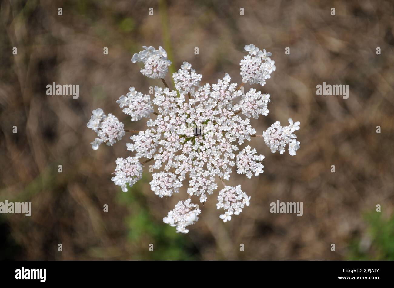 Carota selvatica (Daucus carota), Estate, Artvin - Turchia Foto Stock