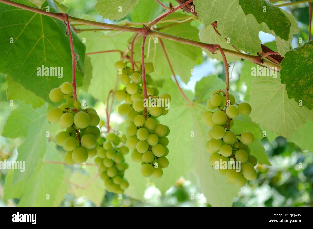 Tre grappoli di uva / verde immaturo meno uva, Estate, Artvin - Turchia Foto Stock