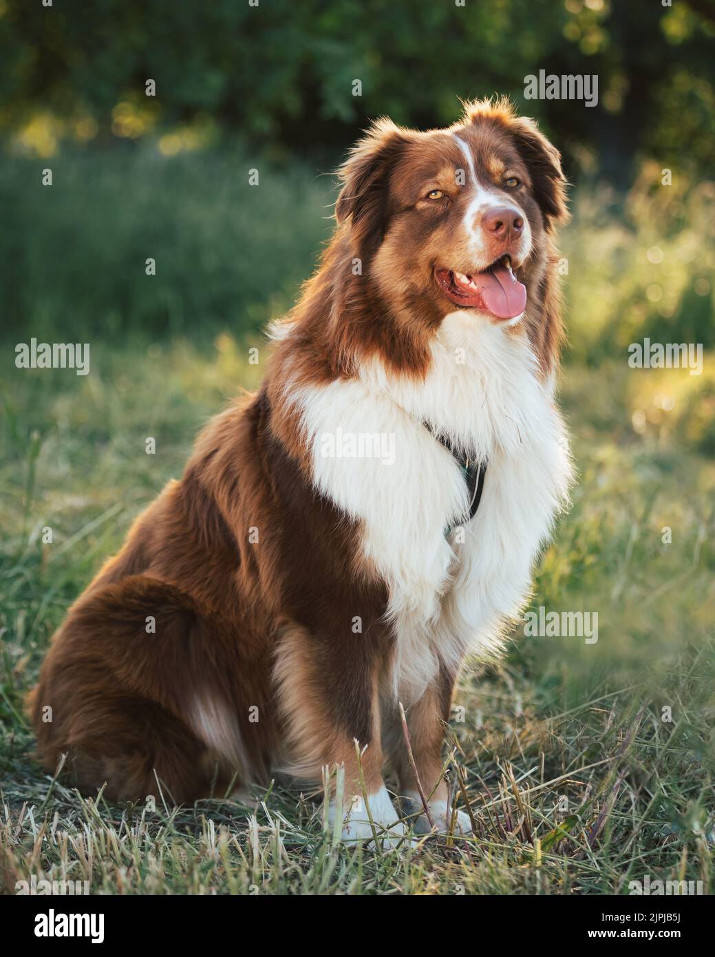 Australian Shepherd cane ritratto in natura al bellissimo tramonto Foto Stock