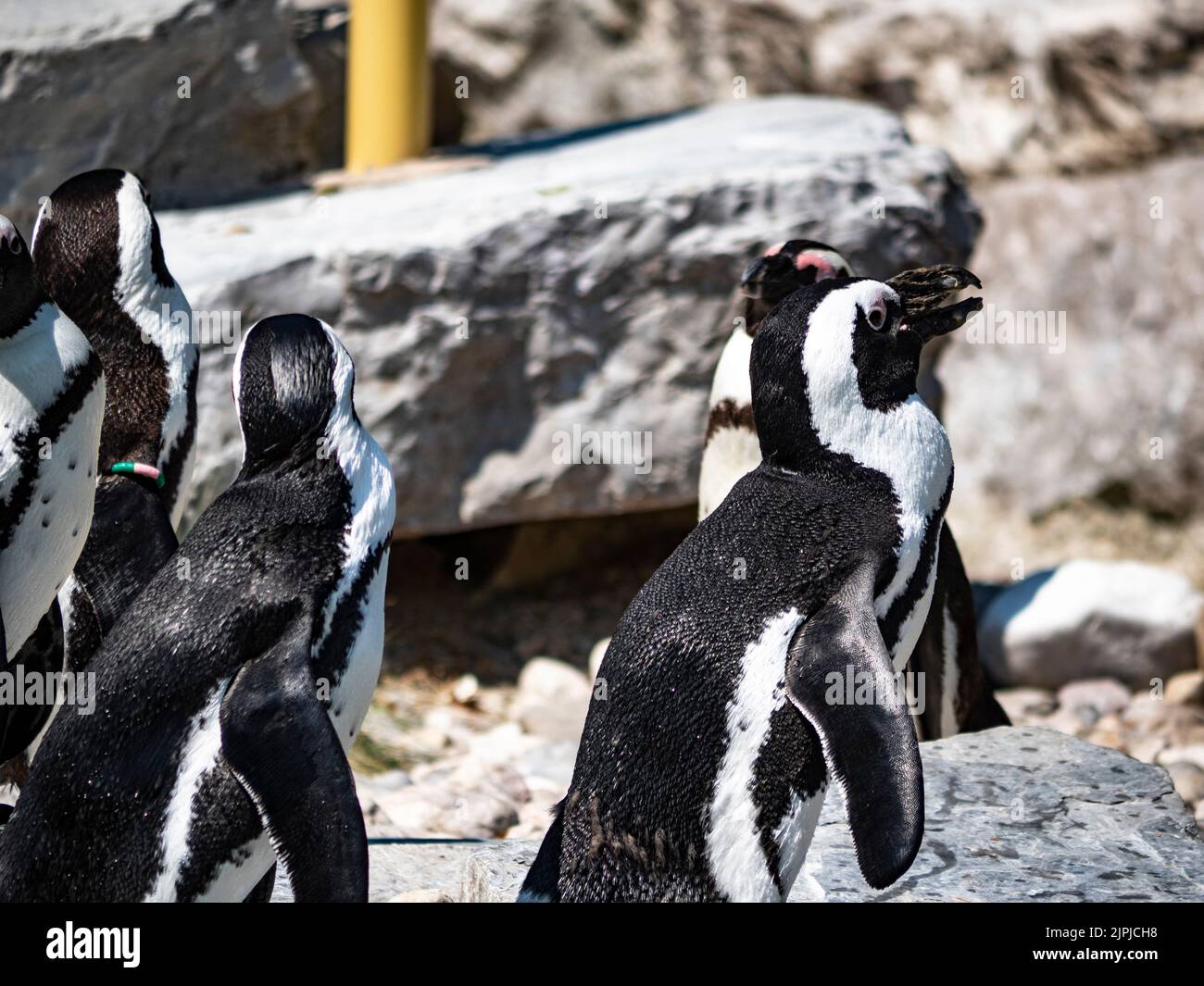 I pinguini si trovano su una roccia vicino all'acqua. Foto Stock
