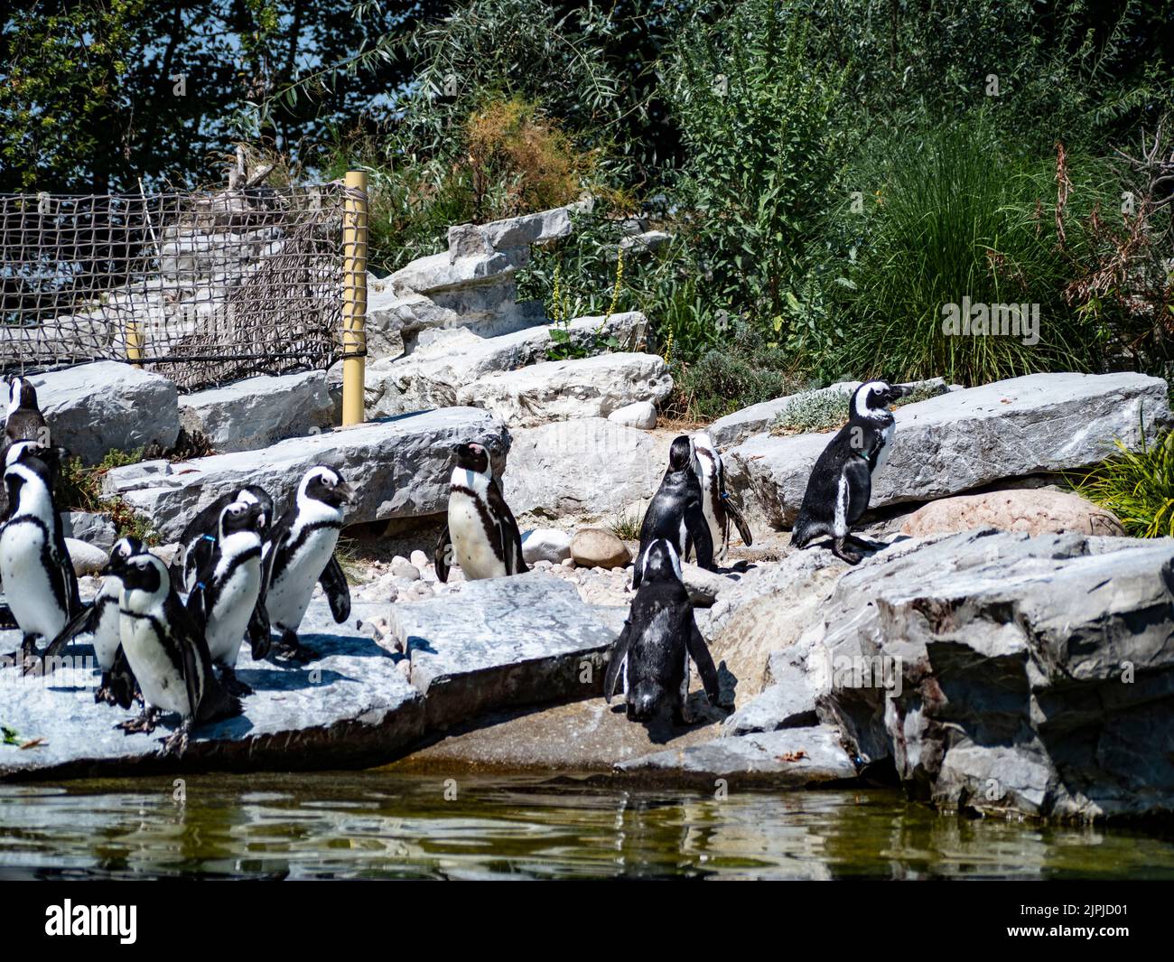 Salisburgo, Austria. 05th ago, 2022. I pinguini si trovano su una roccia vicino all'acqua. (Foto di Valera Golovniov/SOPA Images/Sipa USA) Credit: Sipa USA/Alamy Live News Foto Stock