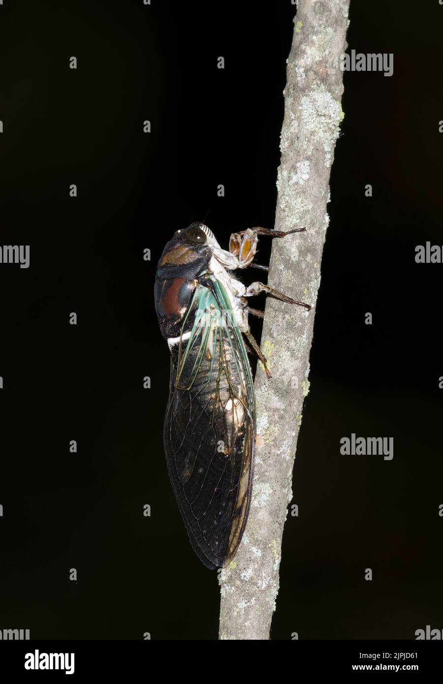 Cicada lirica, Neoticen lirico Foto Stock