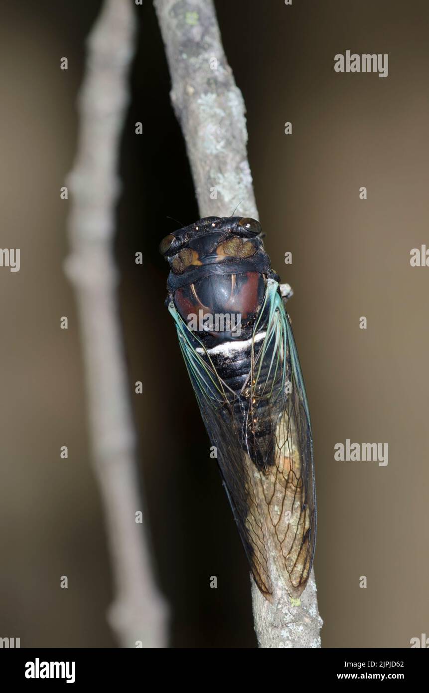 Cicada lirica, Neoticen lirico Foto Stock