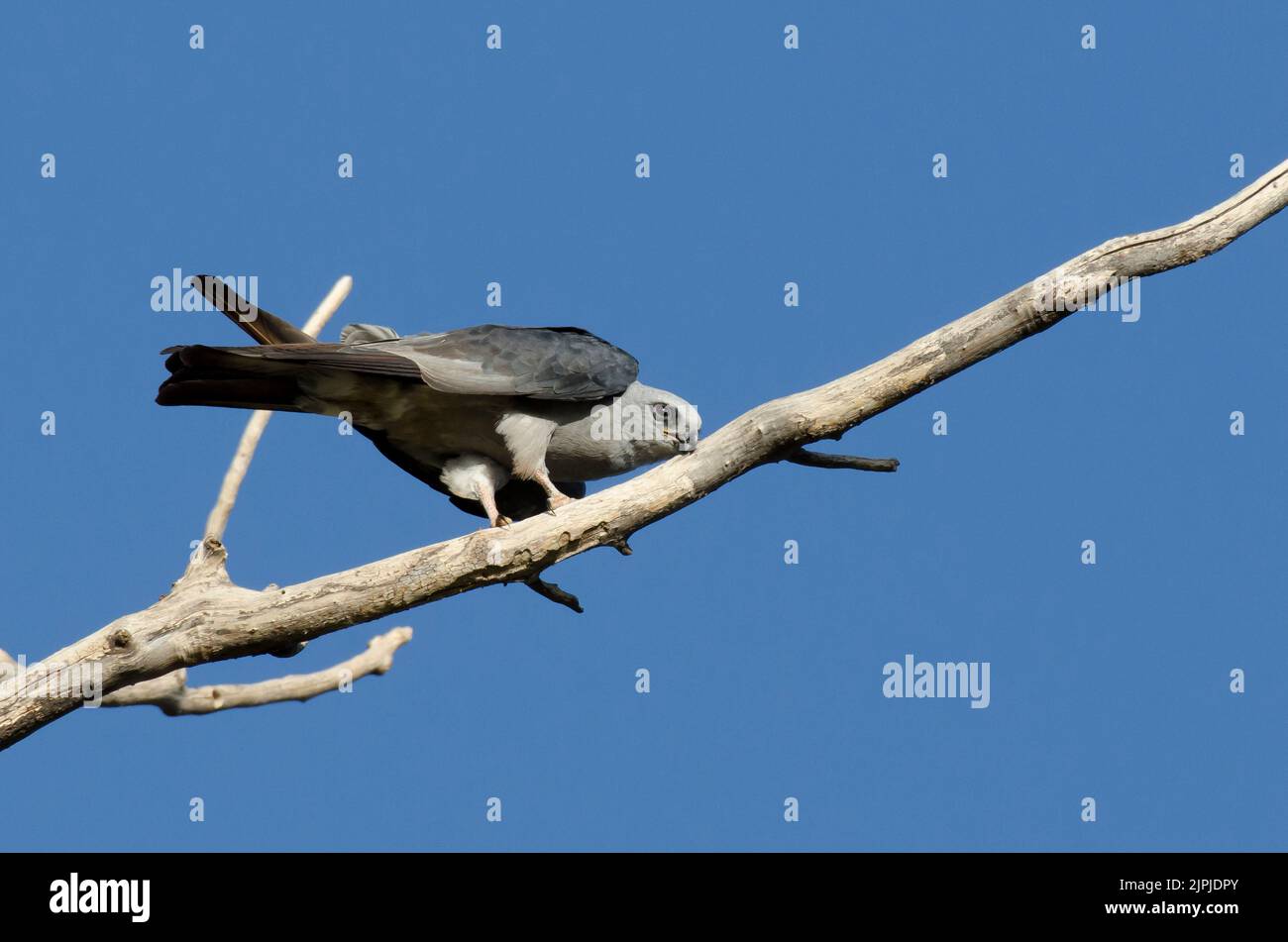 Mississippi Kite, Ictinia mississippiensis, becco di pulizia dopo l'alimentazione sulla cicada Foto Stock