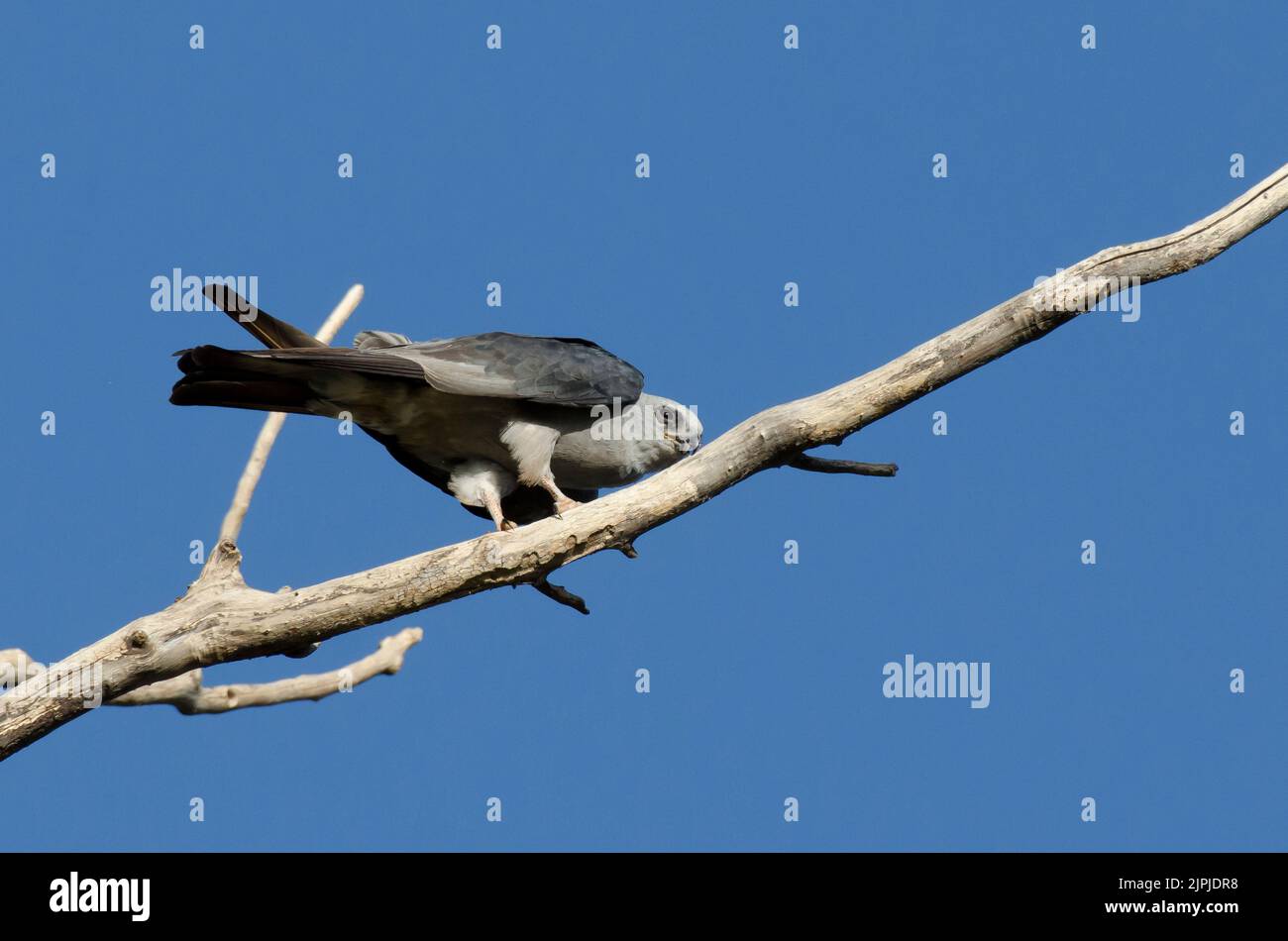 Mississippi Kite, Ictinia mississippiensis, becco di pulizia dopo l'alimentazione sulla cicada Foto Stock