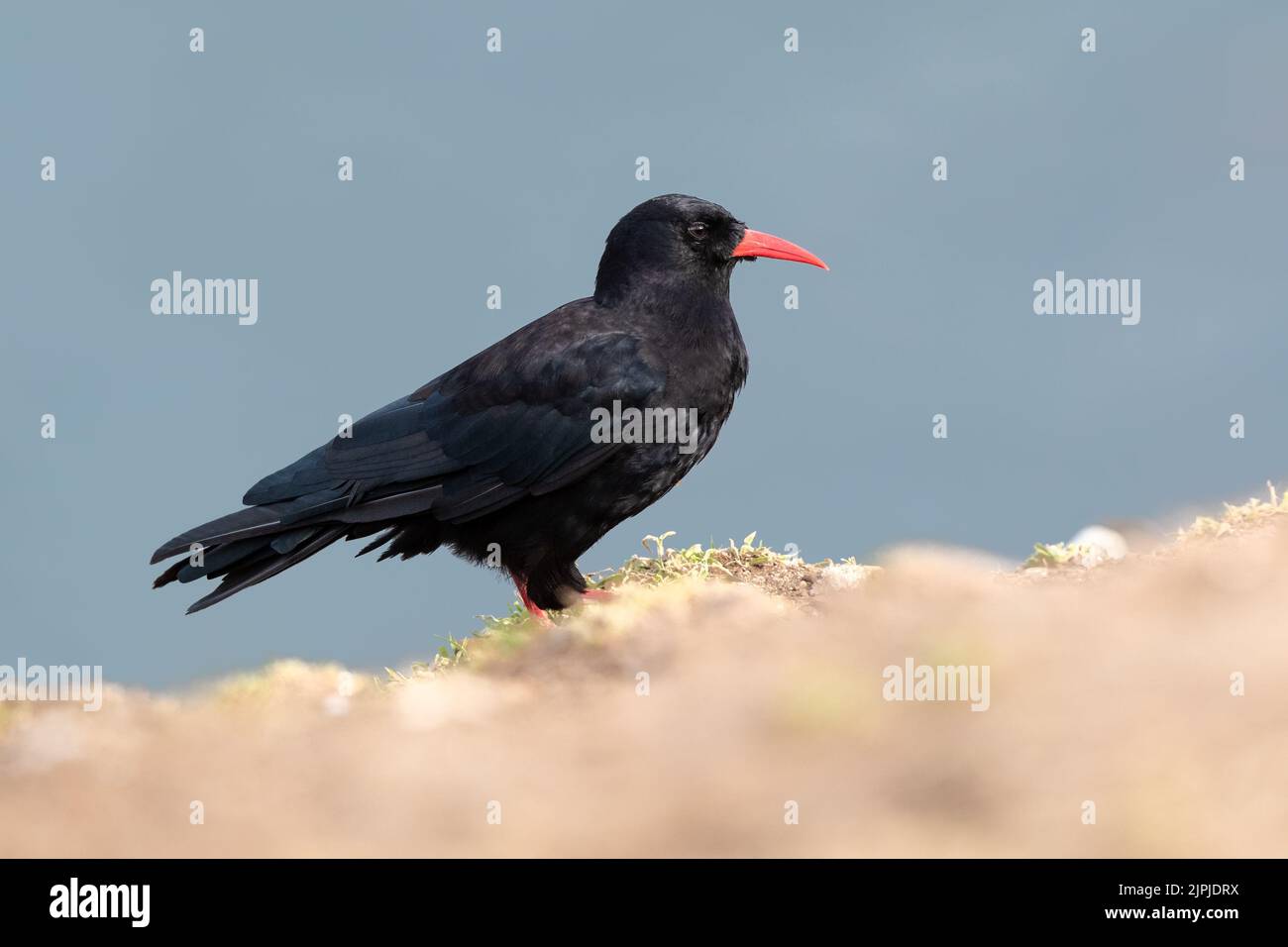 Un Chuff rosso-billed (Pyrrrhocorax pyrhocorax) su erba con sfondo blu mare, Skomer, Regno Unito Foto Stock