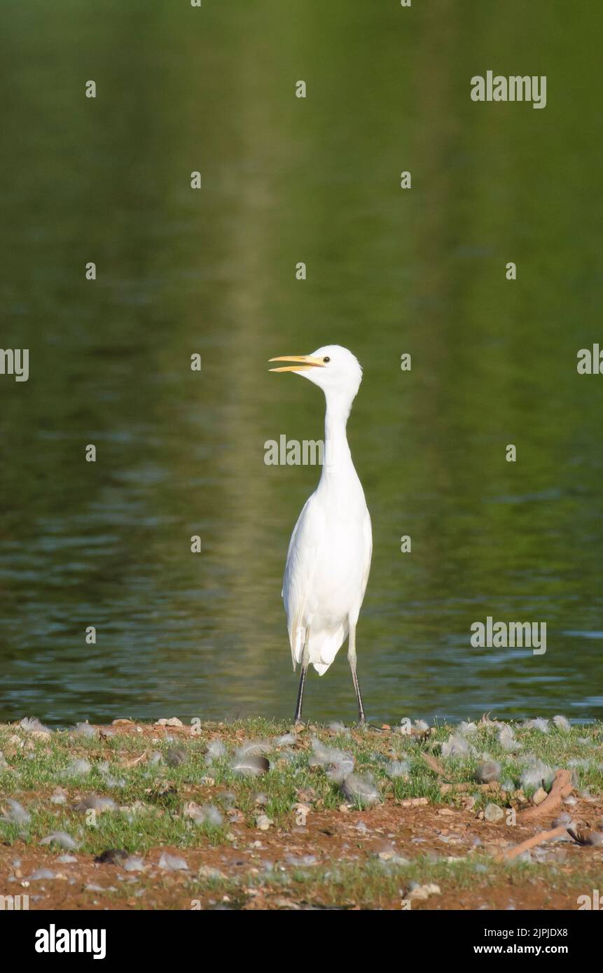 Airone guardabuoi, Bubulcus ibis Foto Stock