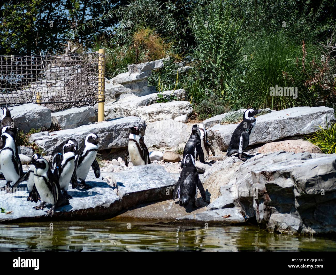 Salisburgo, Austria. 5th ago, 2022. I pinguini si trovano su una roccia vicino all'acqua. (Credit Image: © Valera Golovniov/SOPA Images via ZUMA Press Wire) Foto Stock