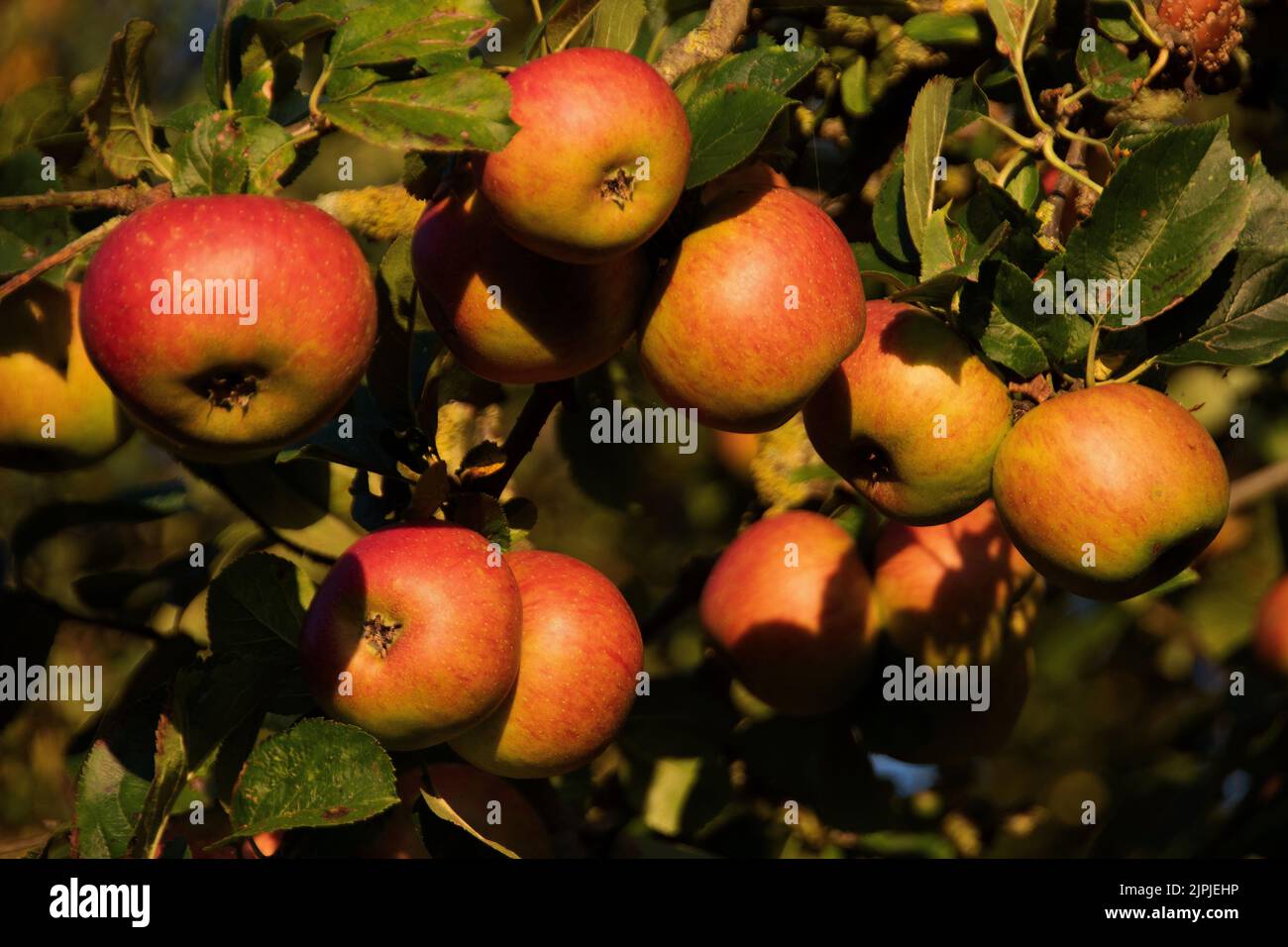 Mele Arancio Pippin di Cox mature al sole della mattina presto. Foto Stock