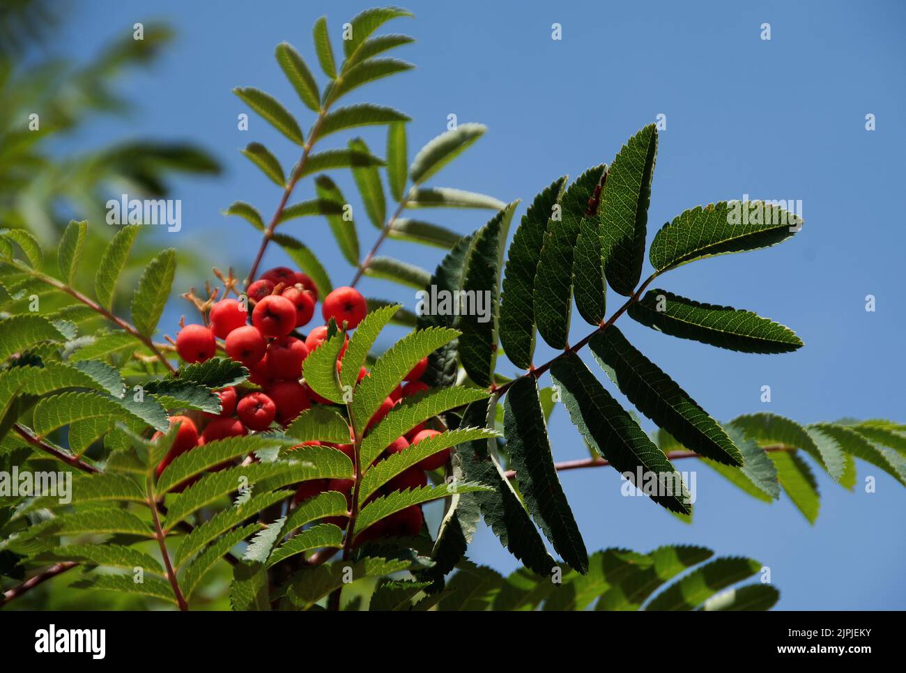 Sorbus aucuparia europeo Rowan Foto Stock