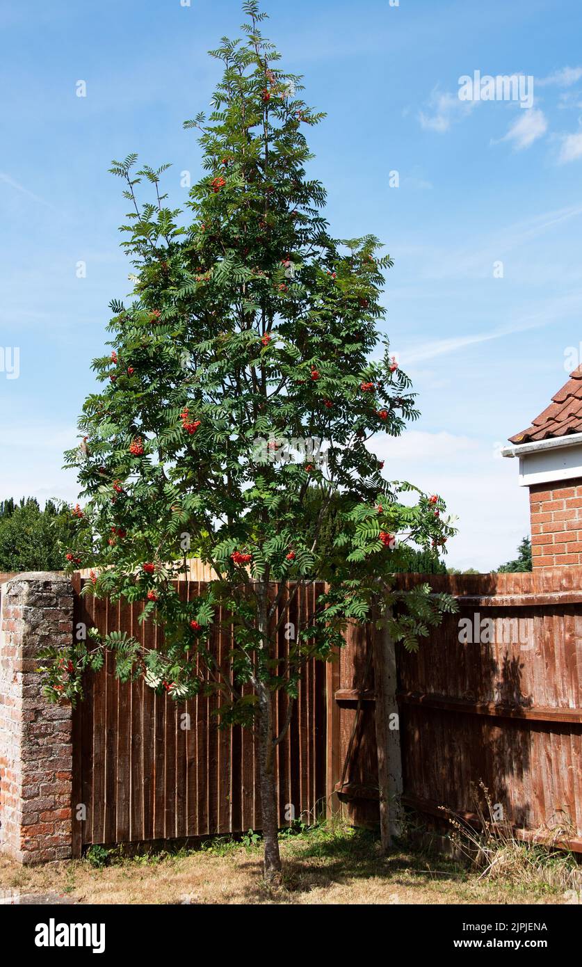Sorbus aucuparia europeo Rowan Foto Stock