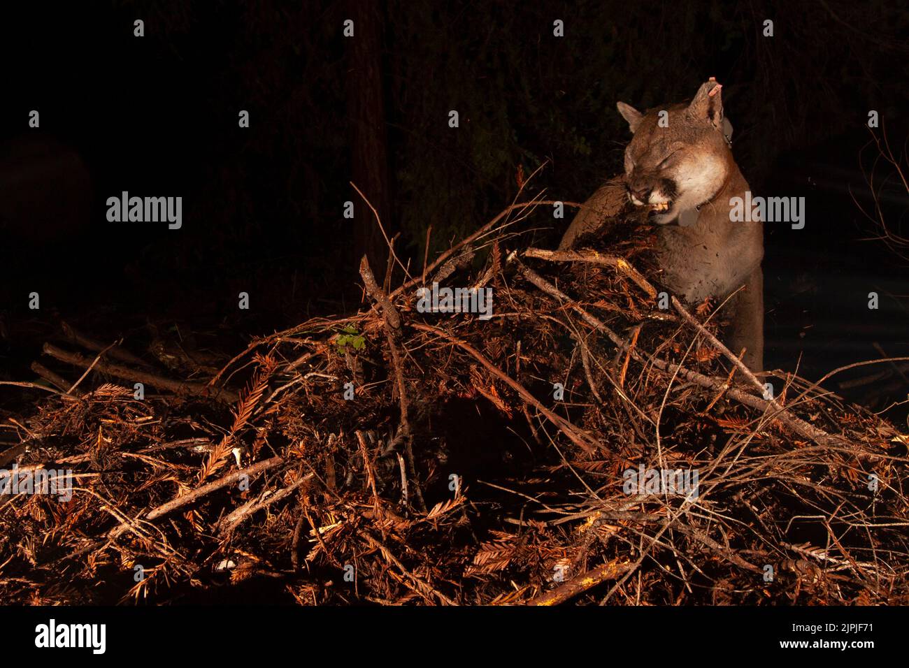 Un puma che rimuove un cervo da una cache Foto Stock