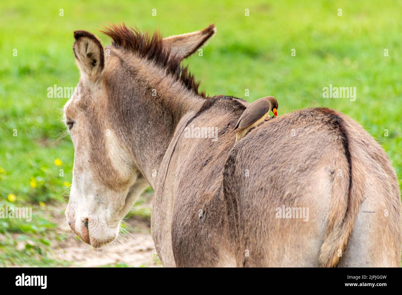 oxpecker, oxpeckers Foto Stock