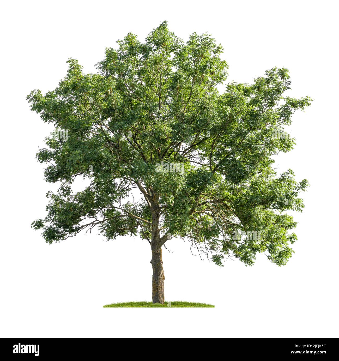 albero, albero di frassino, alberi, alberi di frassino Foto Stock