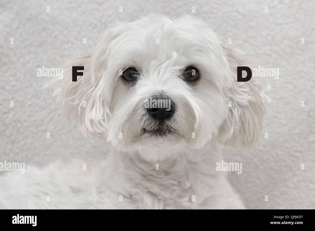 cibo, cibo per cani, alimenti, alimenti per cani Foto Stock