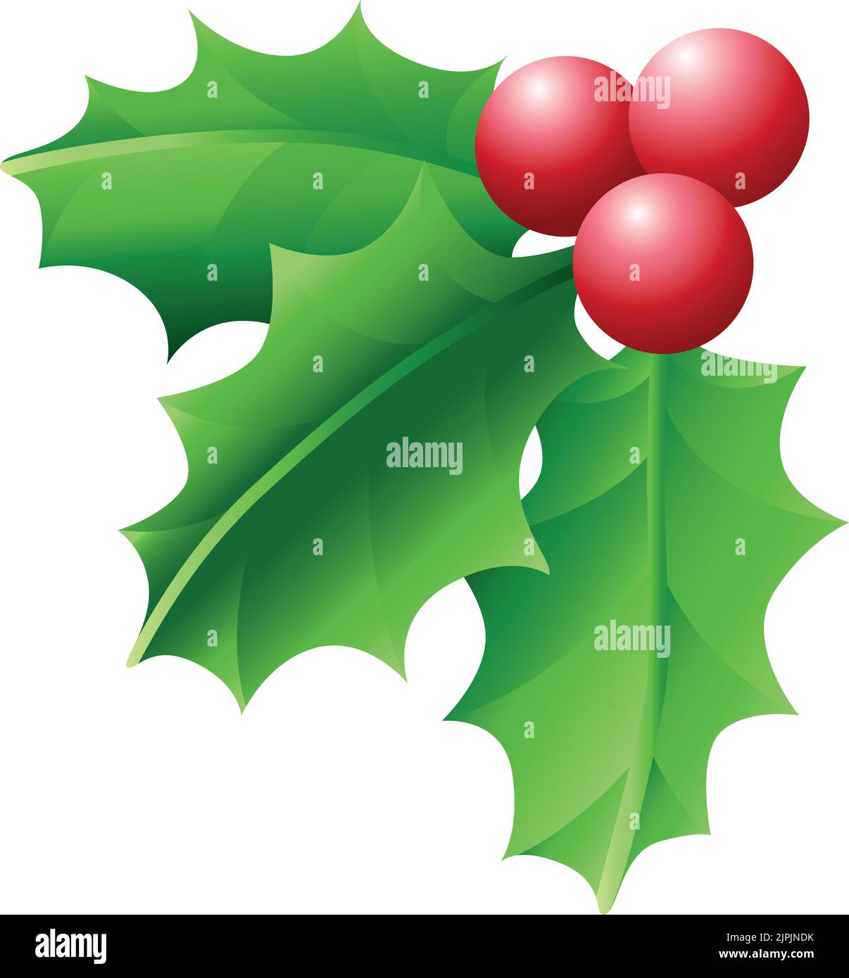Un'illustrazione grafica vettoriale di un rametto di agrifoglio di Natale e bacche. Illustrazione Vettoriale