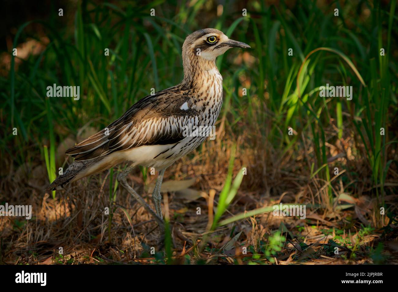 Cespuglio di pietra-curlew (Burhinus grallarius) un incospicuo interessante grande uccello wader bruno che vive nel cespuglio australiano. Australia, Brisbane, Queensland Foto Stock