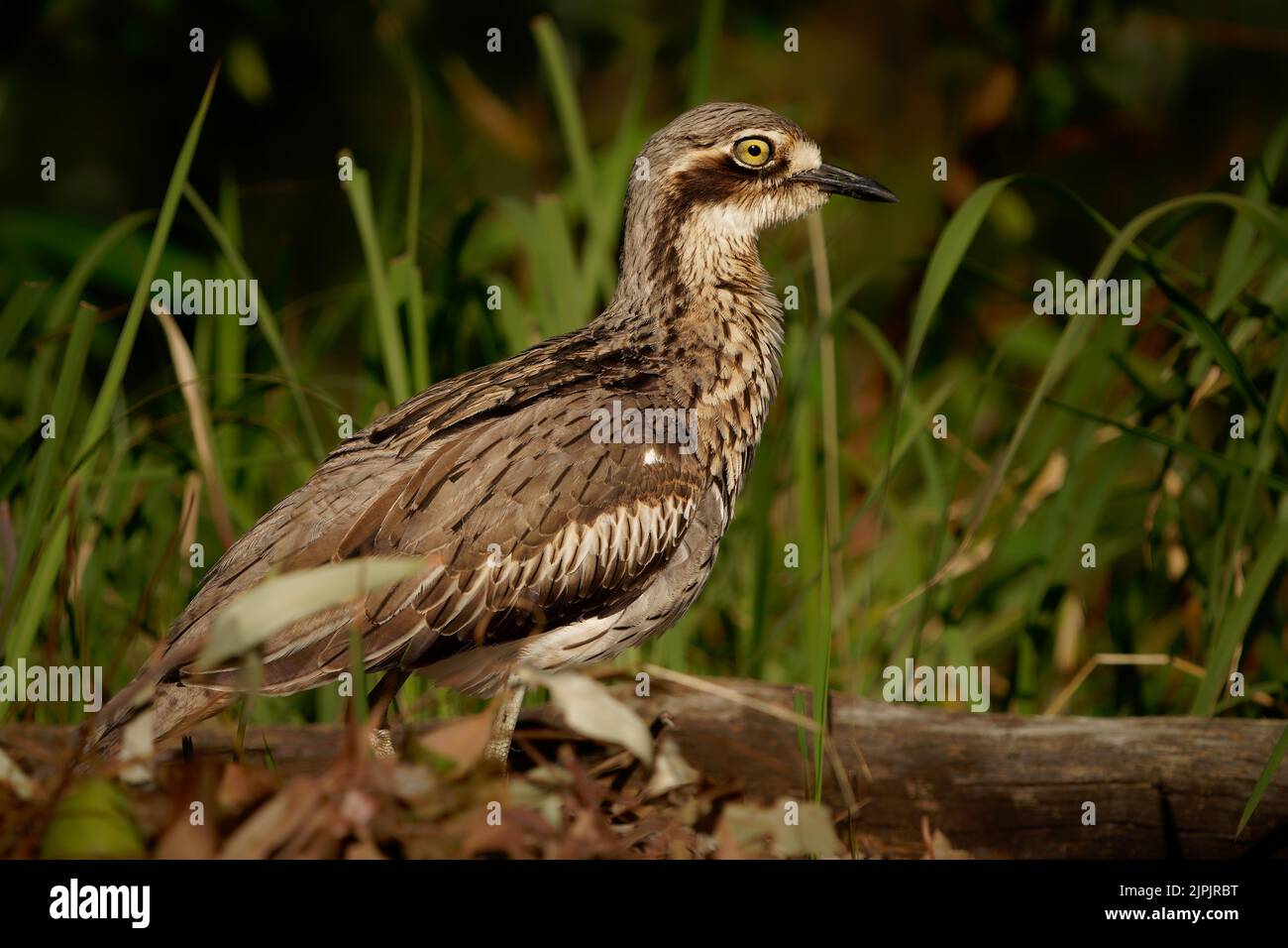 Cespuglio di pietra-curlew (Burhinus grallarius) un incospicuo interessante grande uccello wader bruno che vive nel cespuglio australiano. Australia, Brisbane, Queensland Foto Stock